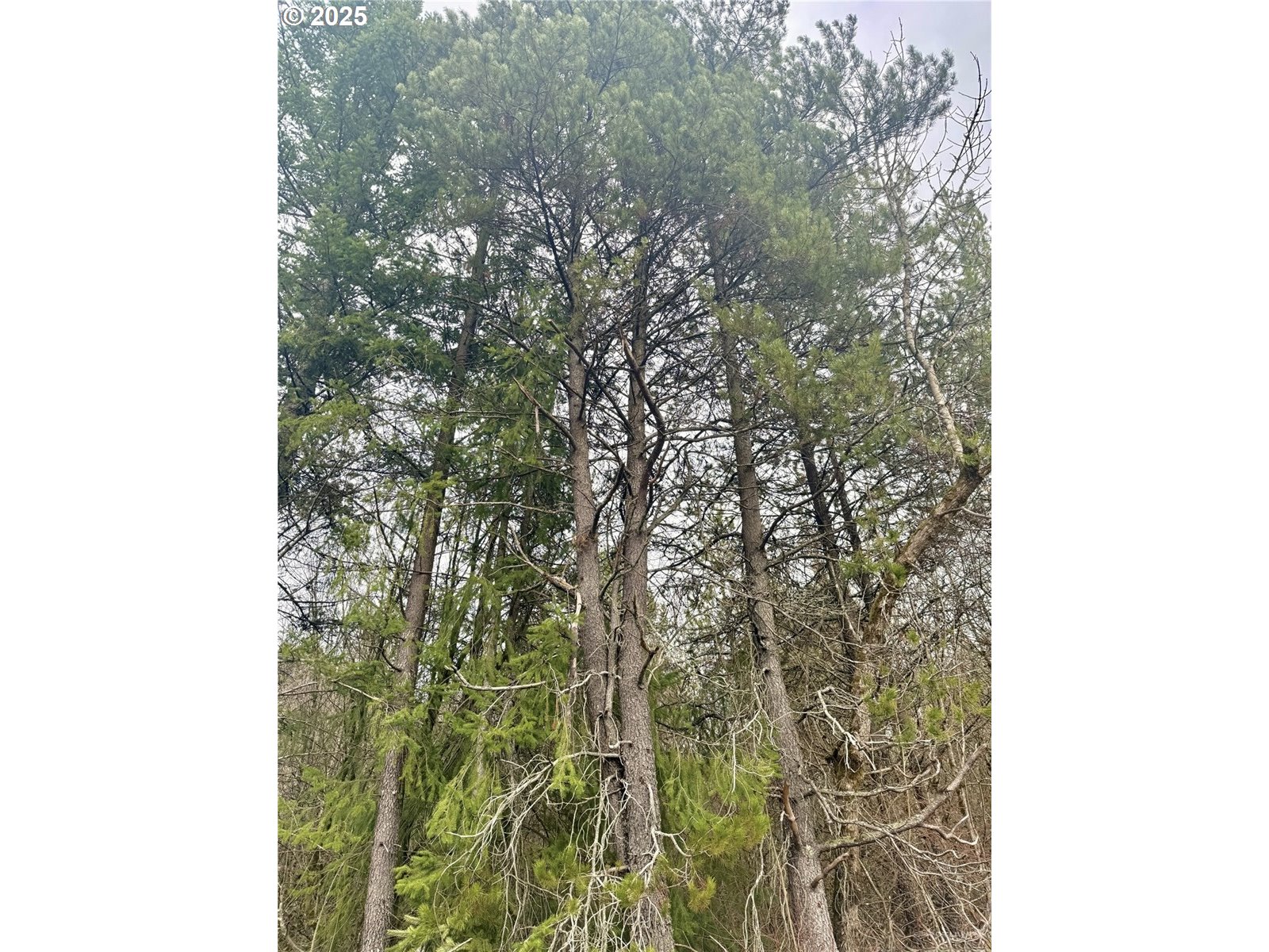 298 Boone Road Toledo, WA 98591 - Photo 37 of 40 a picture of a tree