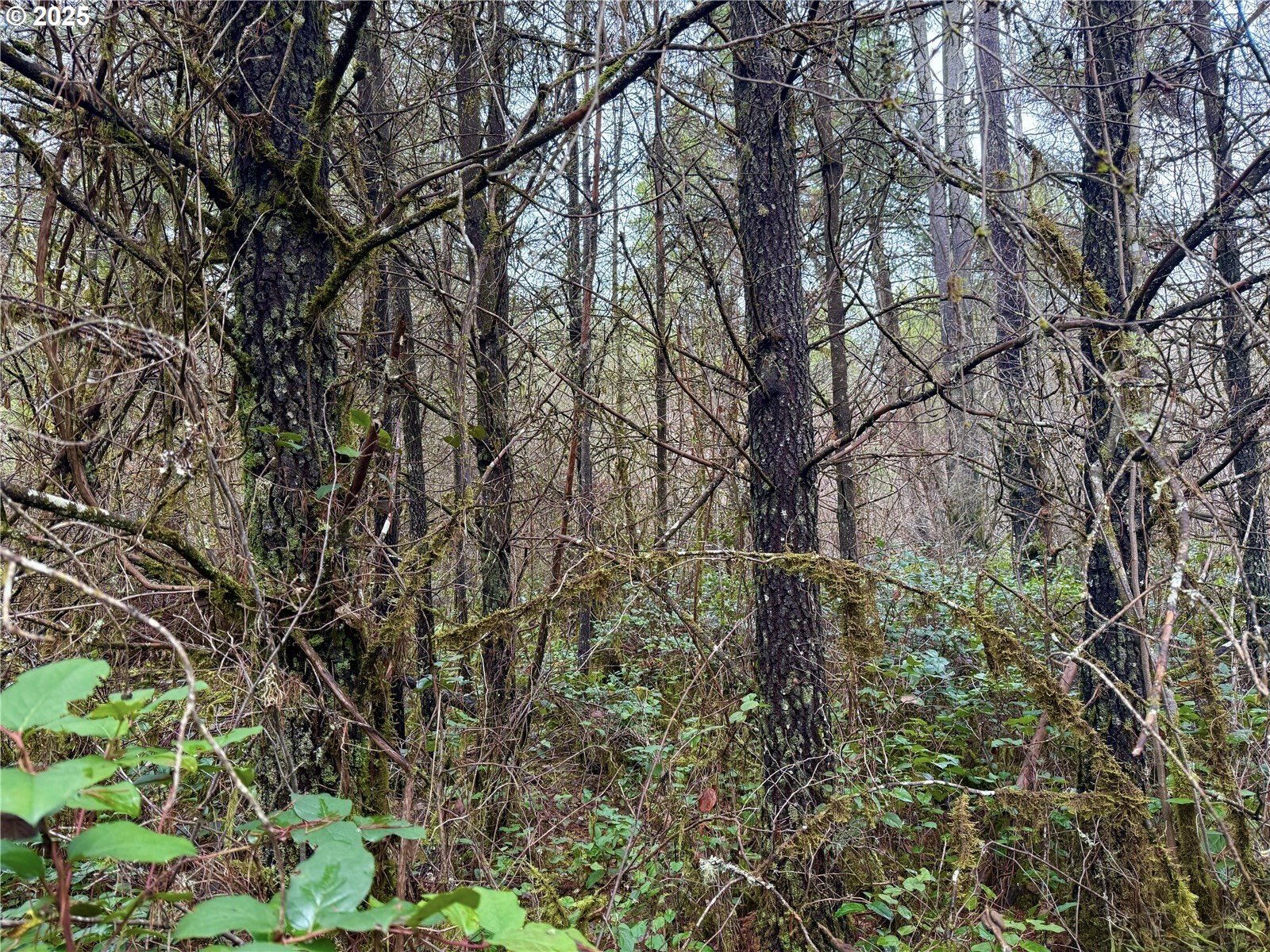 298 Boone Road Toledo, WA 98591 - Photo 38 of 40 a backyard of a house with lots of green space