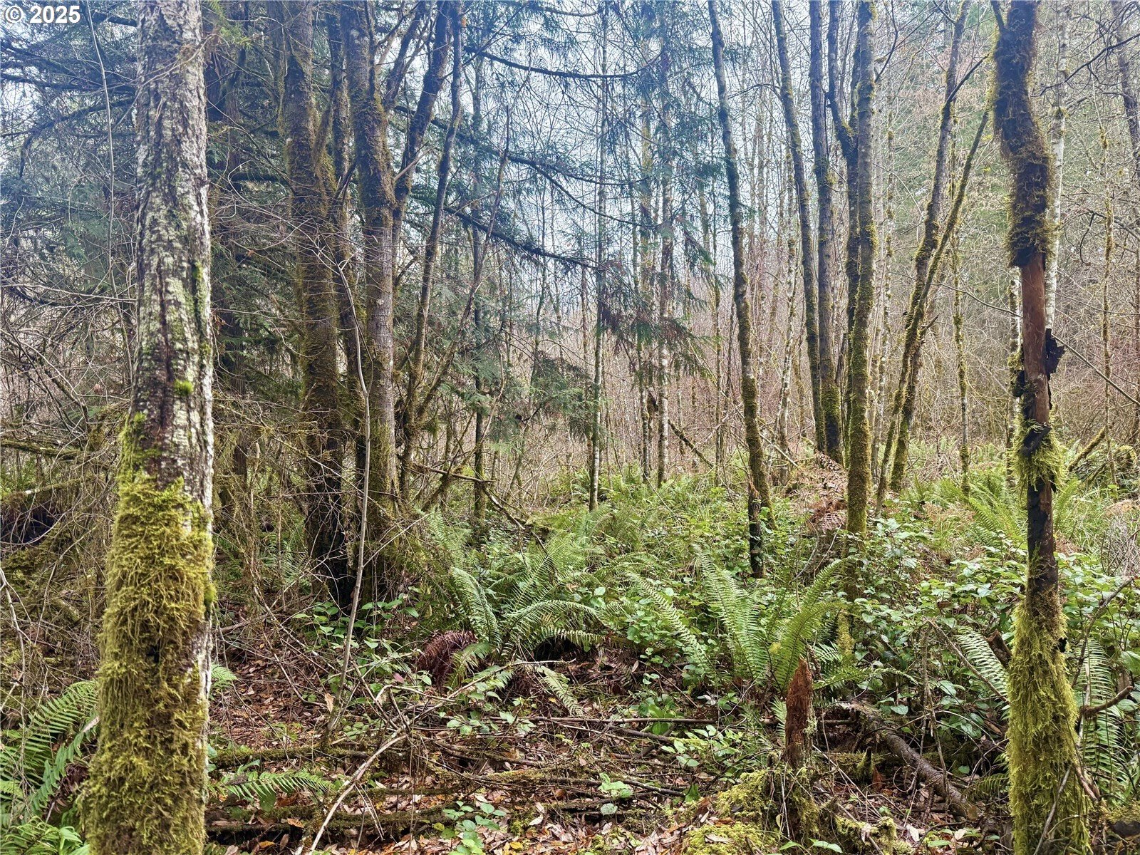 298 Boone Road Toledo, WA 98591 - Photo 4 of 40 a backyard of a house with lots of potted plants and large tree