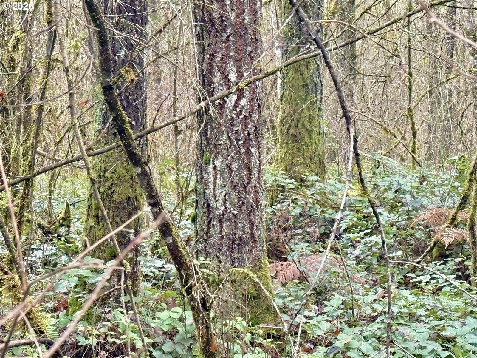 298 Boone Road Toledo, WA 98591 - Photo 10 of 40 a backyard of a building with lots of green space