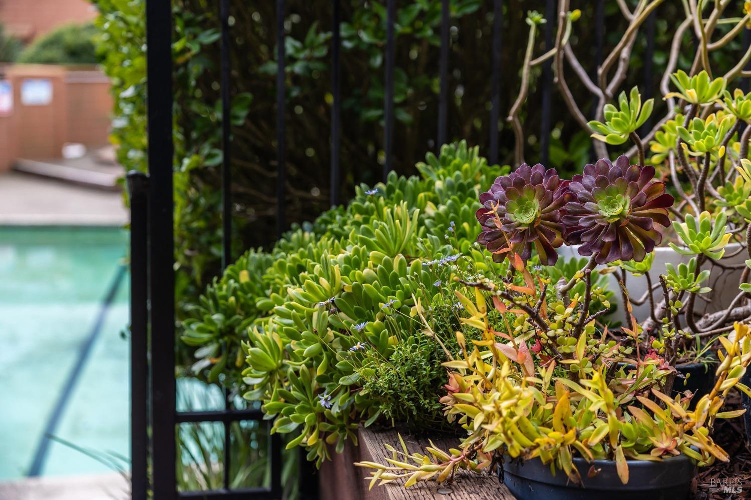 108 Stanford Way Sausalito, CA 94965 - Photo 35 of 43 a view of a backyard