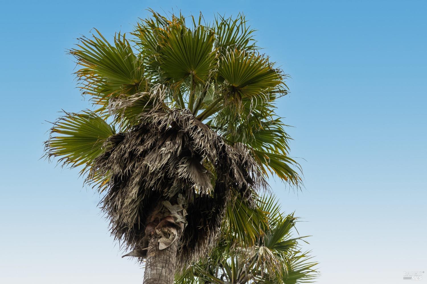 108 Stanford Way Sausalito, CA 94965 - Photo 36 of 43 a view of a palm tree