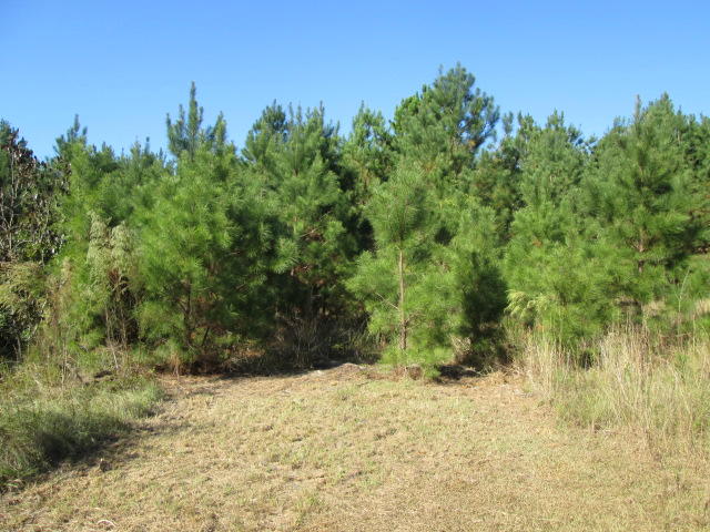 0 Can City Road Walterboro, SC 29488 - Photo 2 of 9 IMG_7274