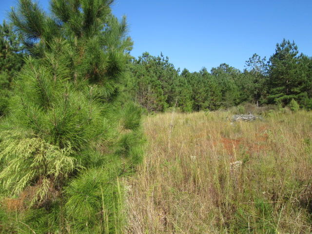 0 Can City Road Walterboro, SC 29488 - Photo 5 of 9 IMG_7277