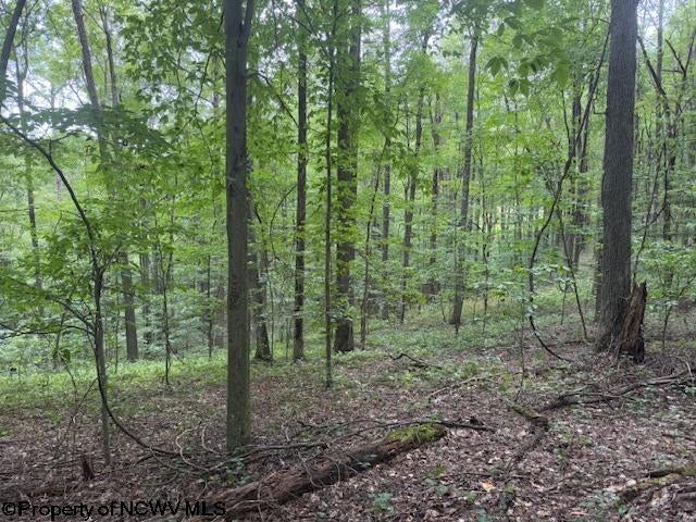 Tbd Simpson Road Belington, WV 26250 - Photo 11 of 30 Gallery Image 11