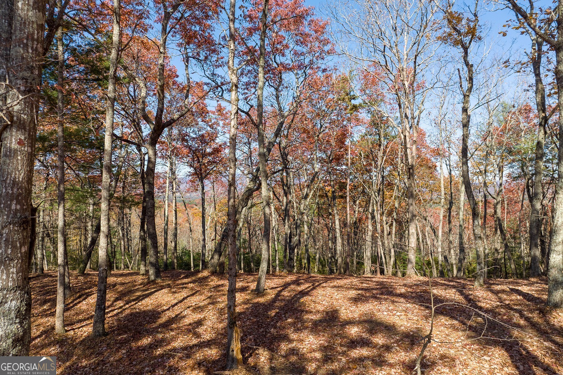 Lot 40 Preserve Trail Ellijay, GA 30536 - Photo 3 of 31 a view of backyard space and trees