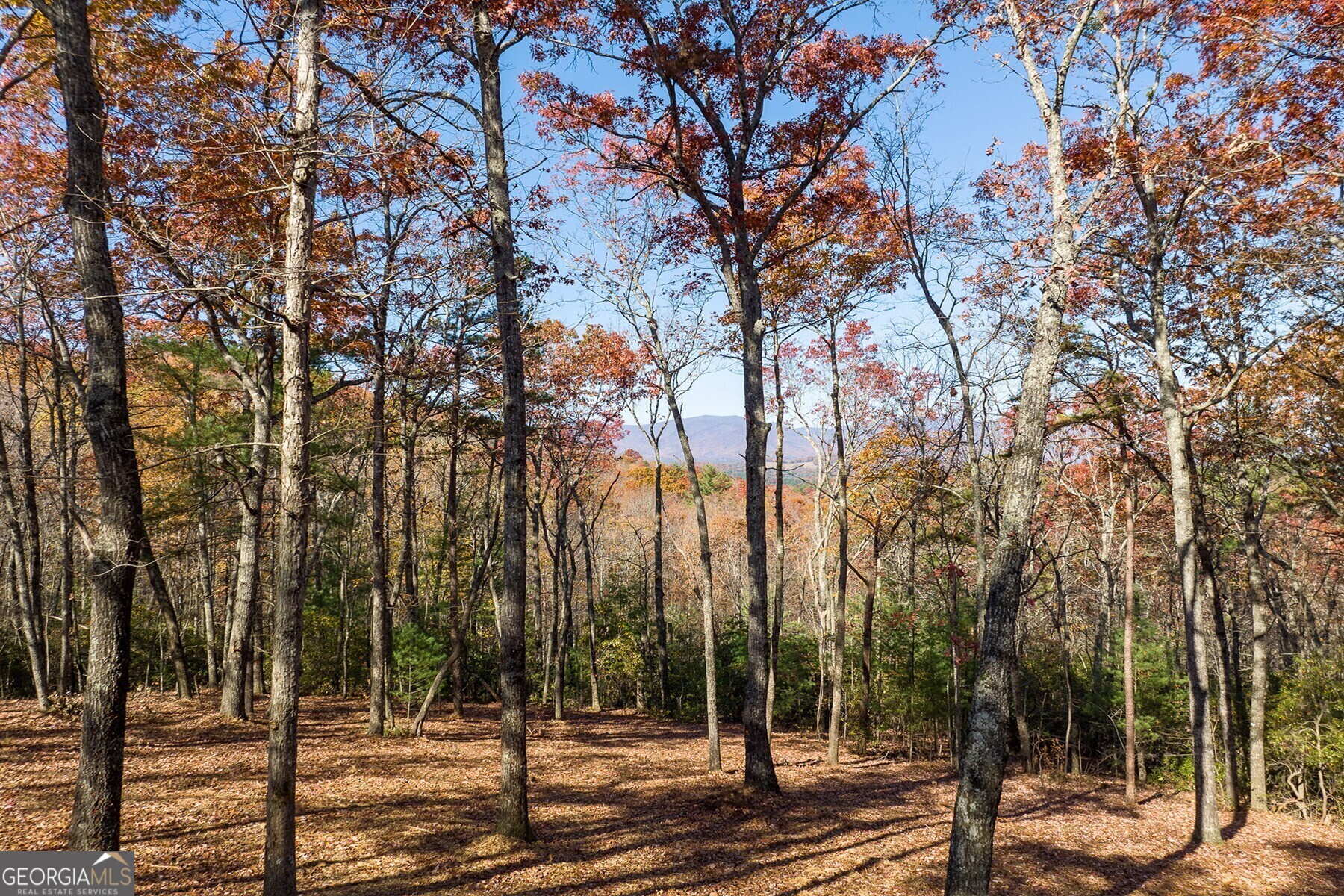 Lot 40 Preserve Trail Ellijay, GA 30536 - Photo 5 of 31 a view of a yard with lots of trees