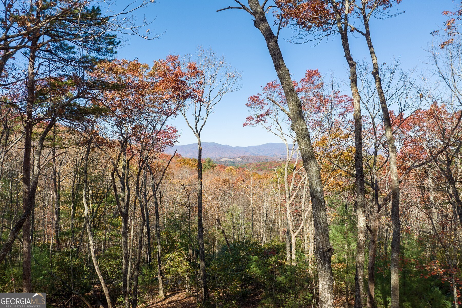 Lot 40 Preserve Trail Ellijay, GA 30536 - Photo 6 of 31 a view of a forest