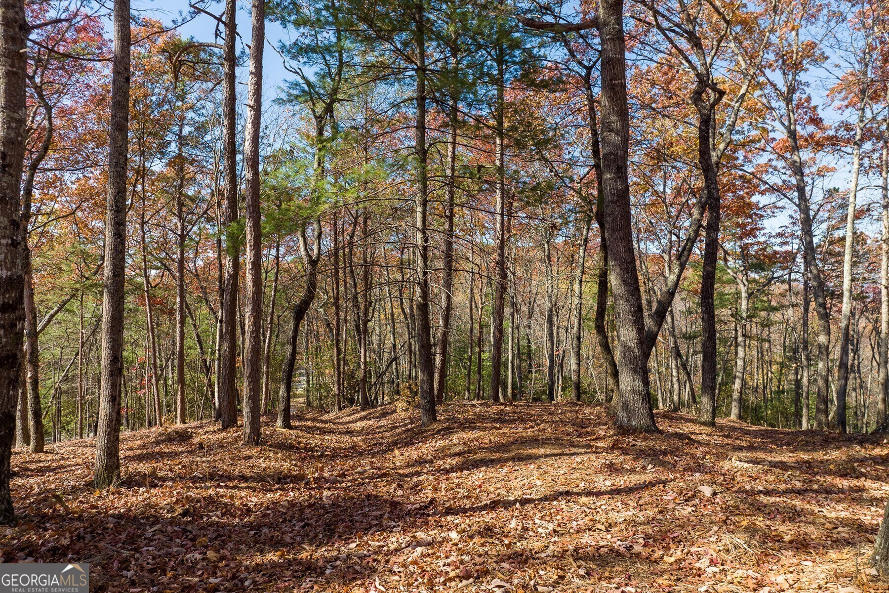 Lot 40 Preserve Trail Ellijay, GA 30536 - Photo 9 of 31 a backyard of a house with lots of trees
