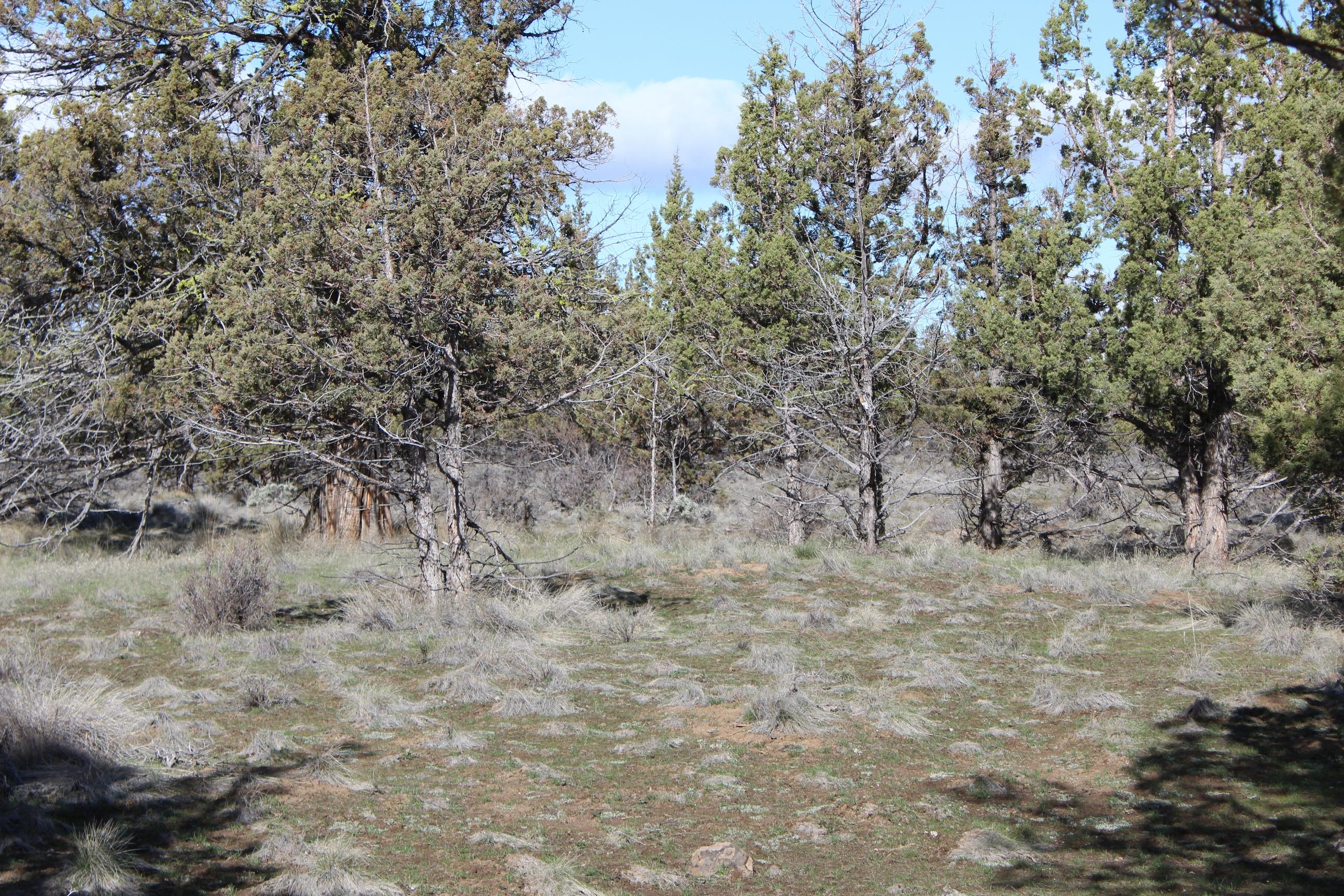 Lot 300 Southwest Graham Road Culver, OR 97734 - Photo 4 of 11 Lot300Graham003