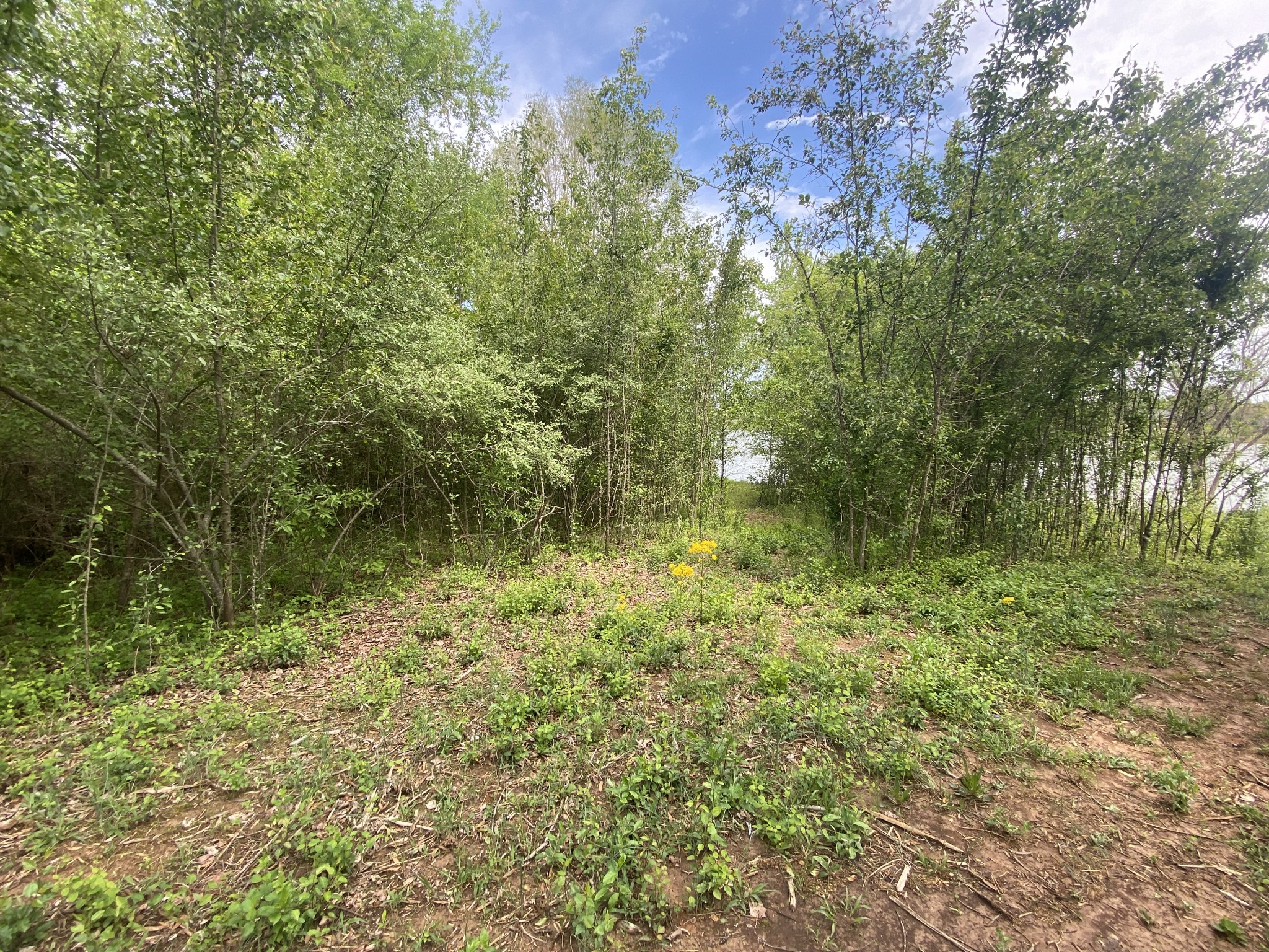 0 Tom Grissom Road Morrison, TN 37357 - Photo 3 of 6 a view of a garden