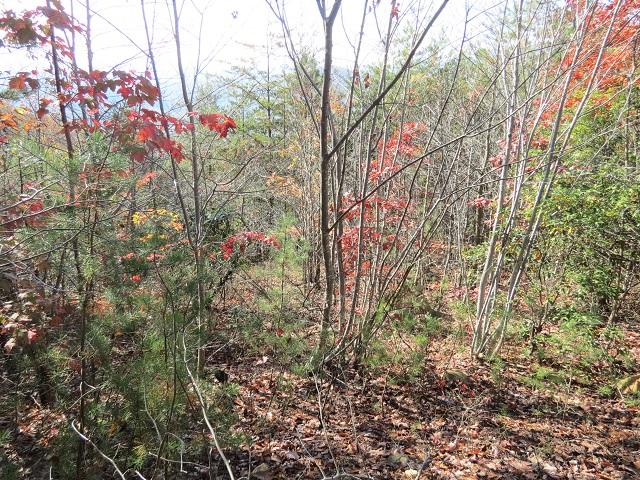Lot 11 Eagle Mtn Road Newport, TN 37821 - Photo 1 of 14 Land pic 1