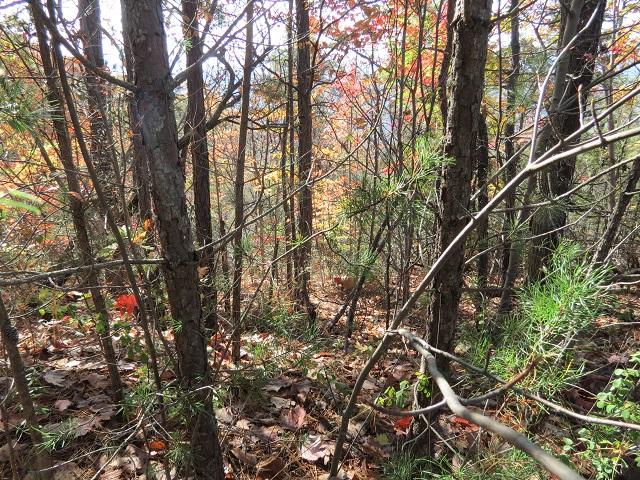 Lot 11 Eagle Mtn Road Newport, TN 37821 - Photo 7 of 14 Land pic 6