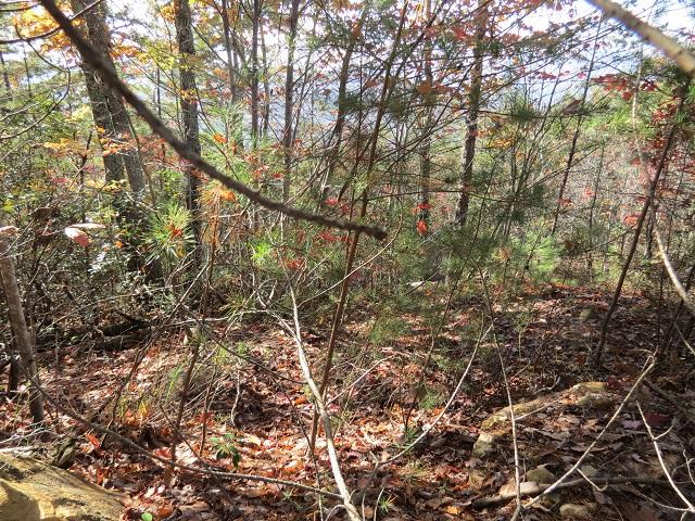 Lot 11 Eagle Mtn Road Newport, TN 37821 - Photo 8 of 14 Land pic 7