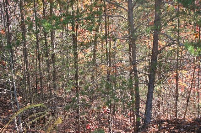 Lot 11 Eagle Mtn Road Newport, TN 37821 - Photo 9 of 14 Land pic 8