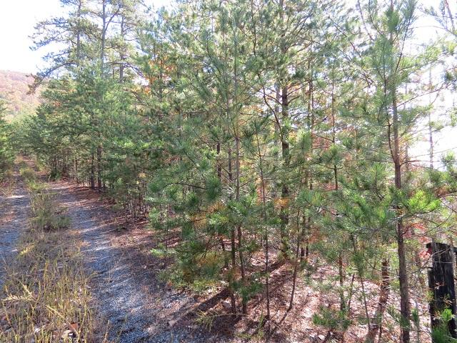 Lot 11 Eagle Mtn Road Newport, TN 37821 - Photo 10 of 14 Road at top