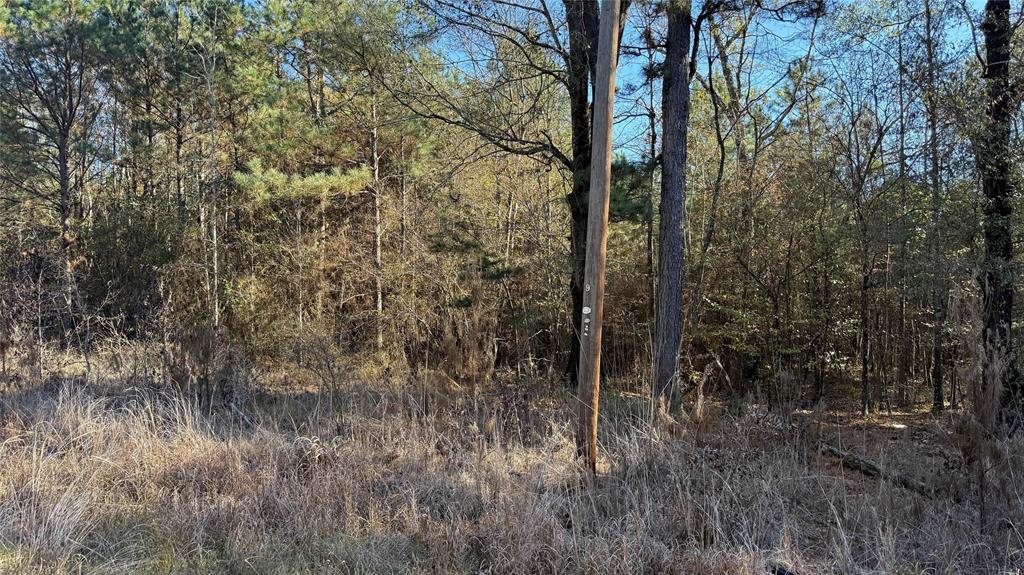 10739 Monterey School Road Vivian, LA 71082 - Photo 16 of 24 a view of forest