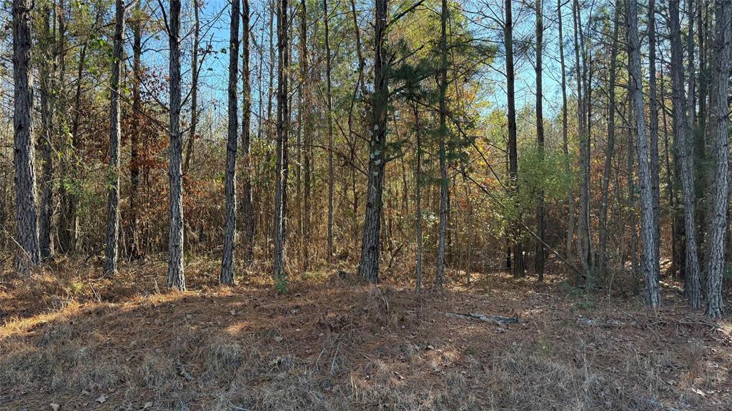 10739 Monterey School Road Vivian, LA 71082 - Photo 19 of 24 a view of outdoor space and trees