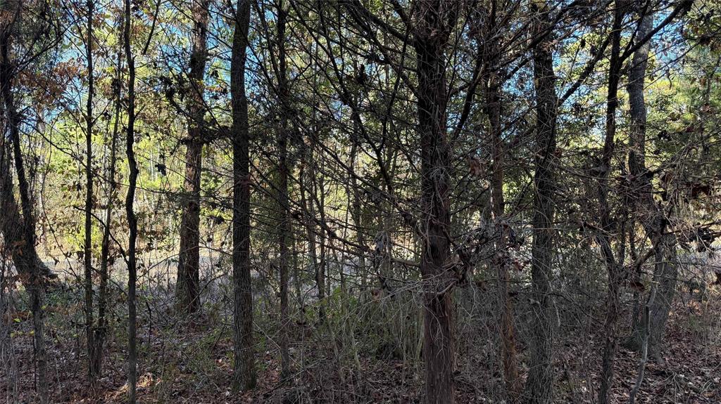 10739 Monterey School Road Vivian, LA 71082 - Photo 20 of 24 a view of forest