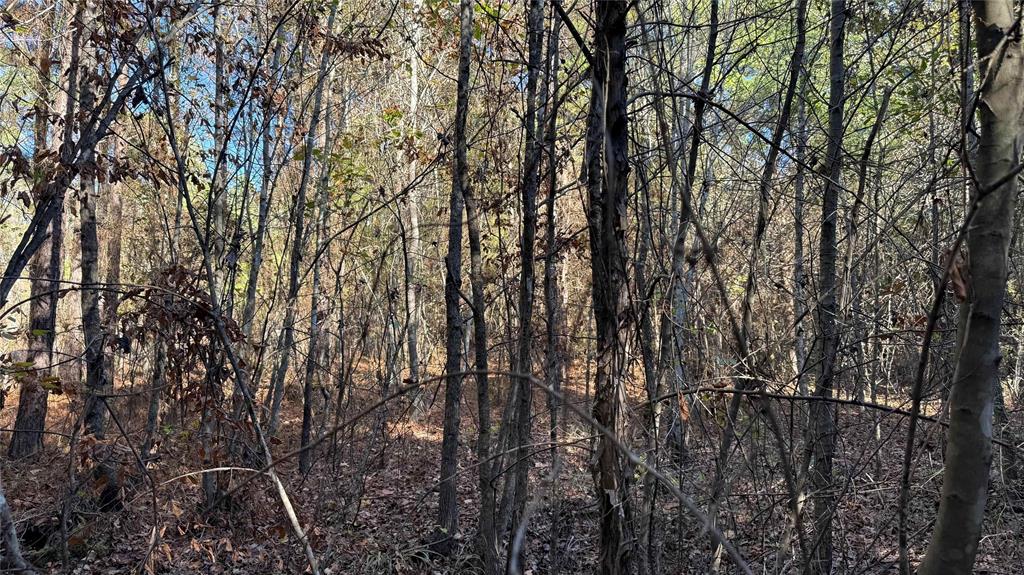 10739 Monterey School Road Vivian, LA 71082 - Photo 21 of 24 a view of forest