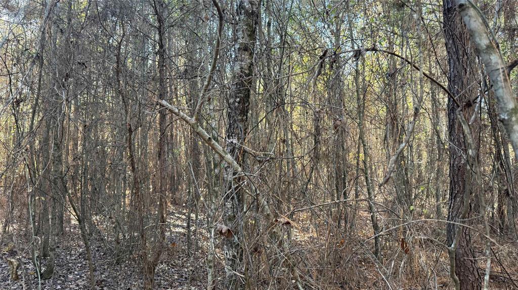 10739 Monterey School Road Vivian, LA 71082 - Photo 23 of 24 a backyard of a house with lots of trees