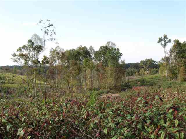 0 Wardlaw Road Central, SC 29630 - Photo 2 of 4