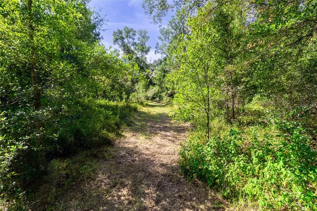 a big yard with lots of green space and deers