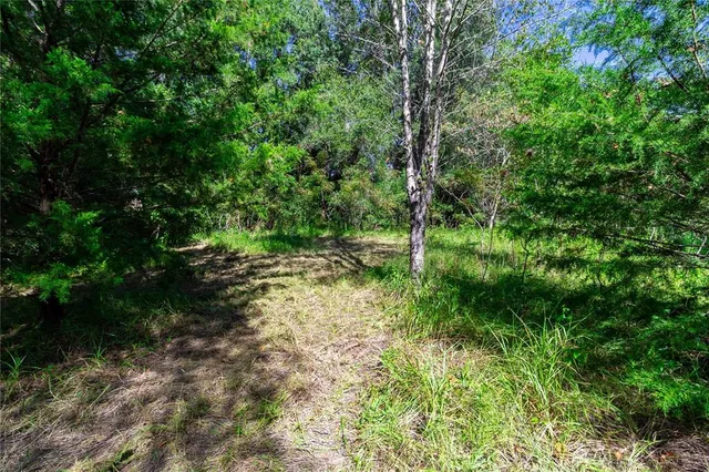 a view of a forest with trees