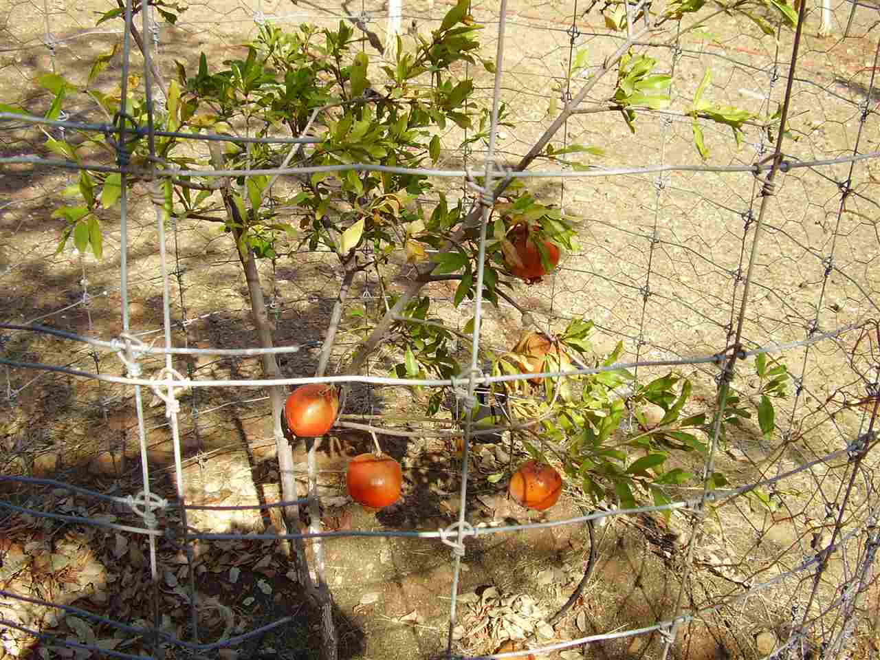 14570 Westgate Road Red Bluff, CA 96080 - Photo 24 of 28 Gallery Image 24