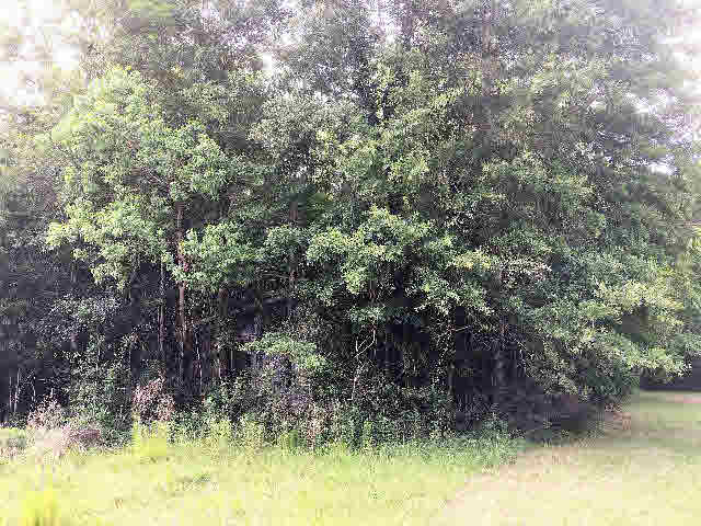 17531 Caldwell Lane Foley, AL 36535 - Photo 2 of 5