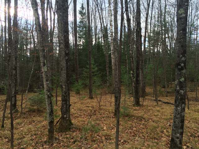 Lot 2 Poplar Road Rhinelander, WI 54501 - Photo 6 of 10 Gallery Image 6