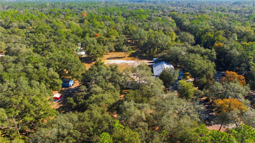 9151 Southwest 157th Lane Dunnellon, FL 34432 - Photo 56 of 63 a view of a forest with a tree