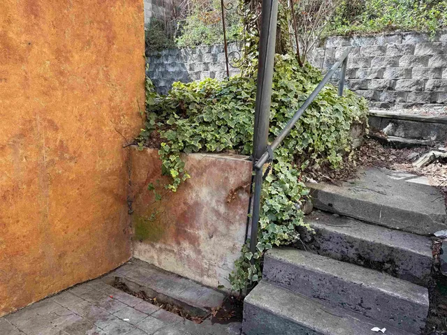 a view of a garden with plants