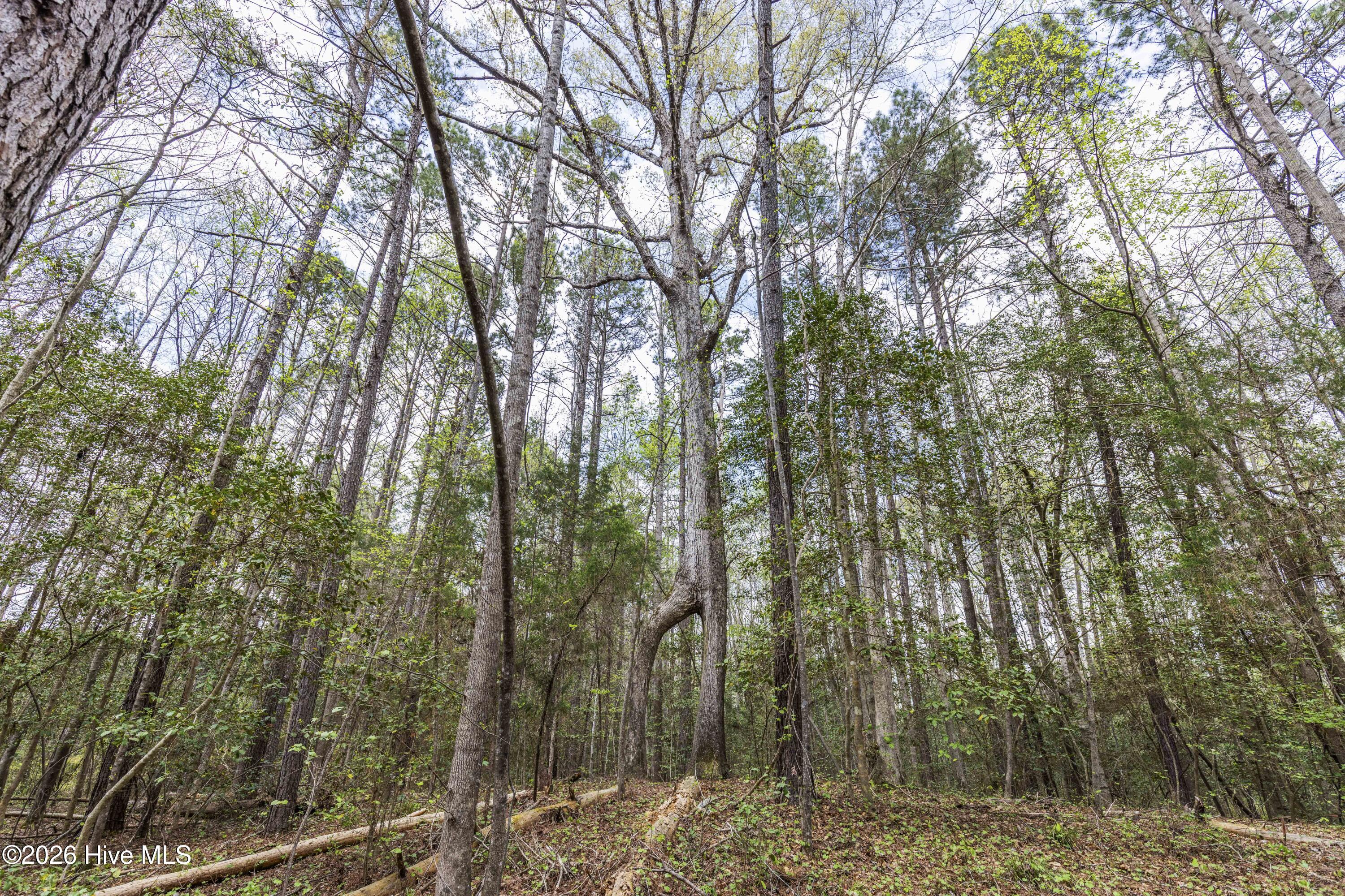 215 Cameron Camp Road Cameron, NC 28326 - Photo 49 of 65 Gallery Image 49