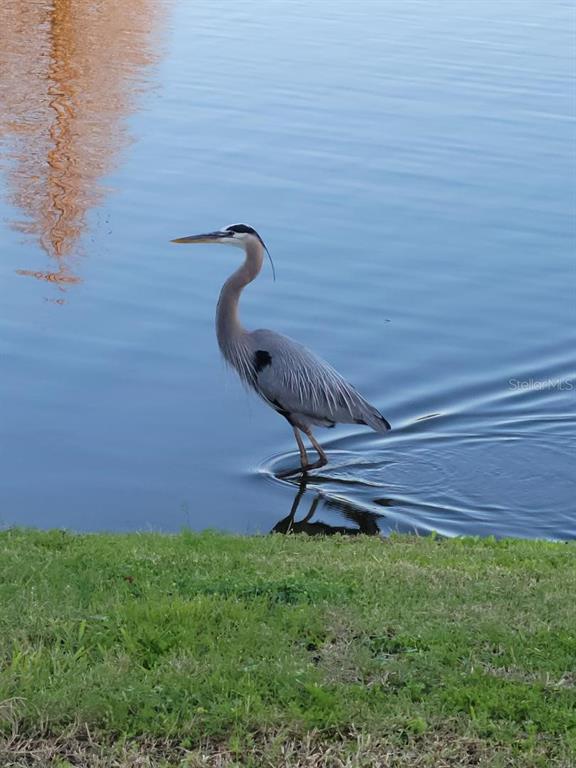 309 Royal Bonnet Drive Apollo Beach, FL 33572 - Photo 58 of 59