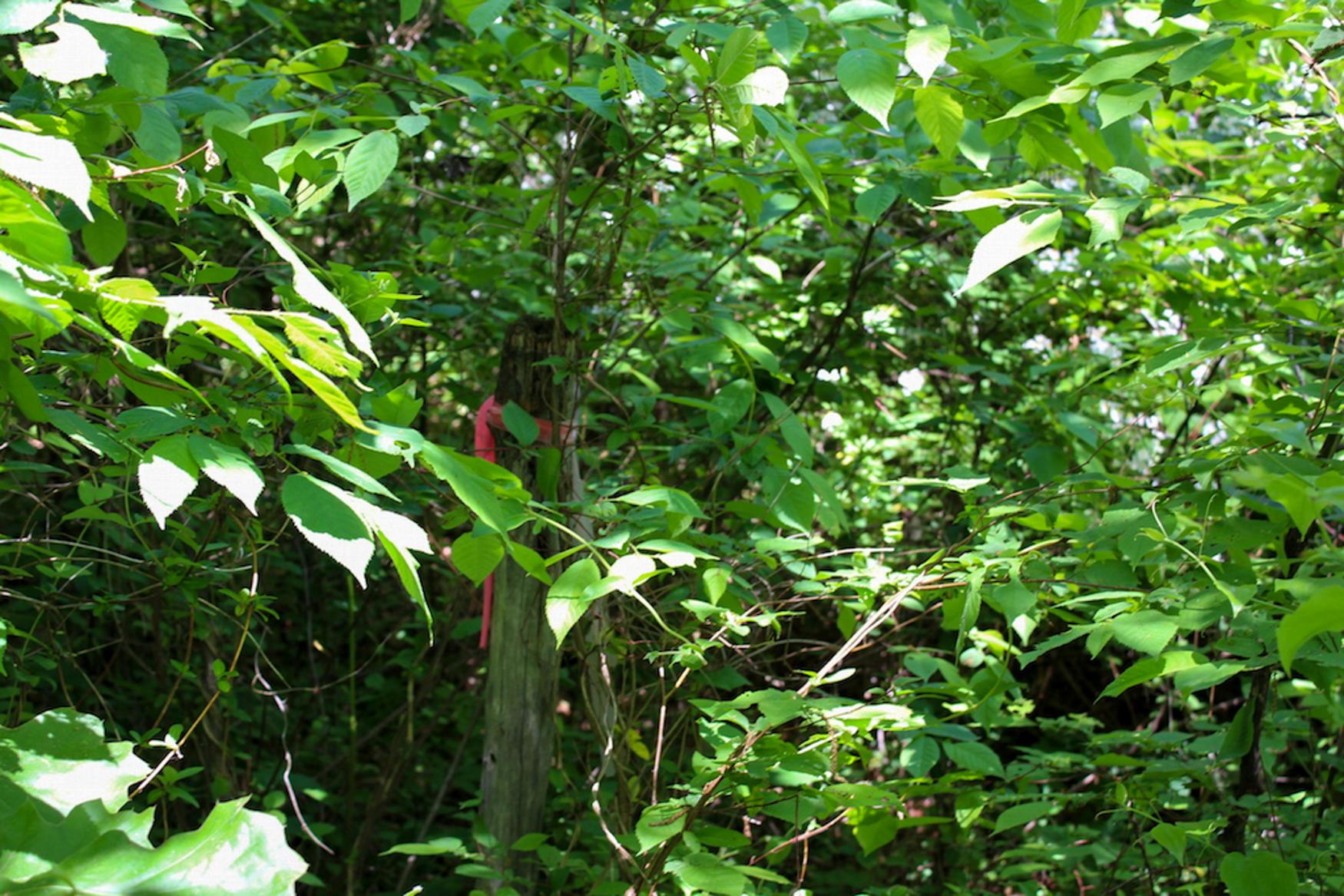 0 Sr 555 Road Philo, OH 43771 - Photo 42 of 45