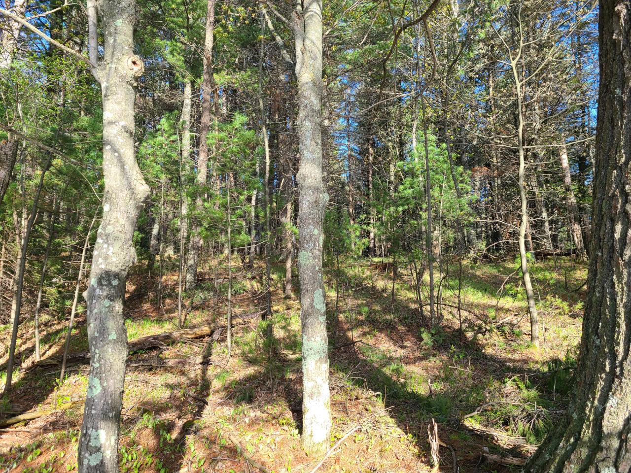 1589 Propwash Bay Road Woodruff, WI 54568 - Photo 15 of 18 Gallery Image 15