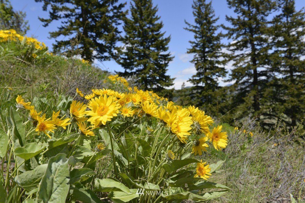 -tbd Rendezvous Road Winthrop, WA 98862 - Photo 17 of 24 Gallery Image 17