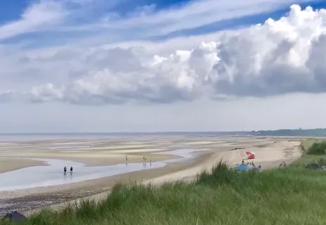 a view of a yard with a tree and a bench