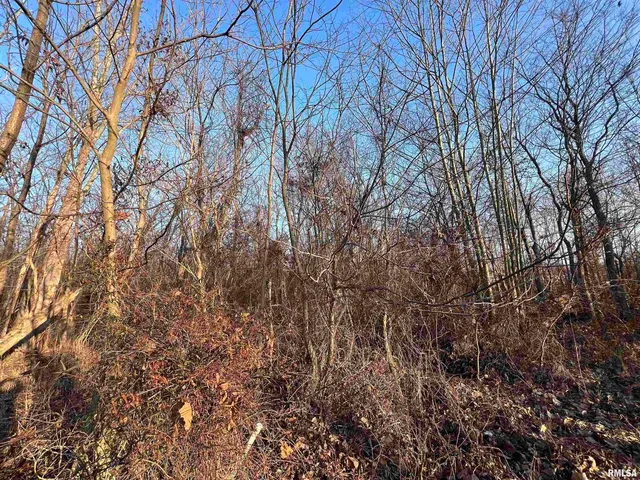 a view of road with large trees