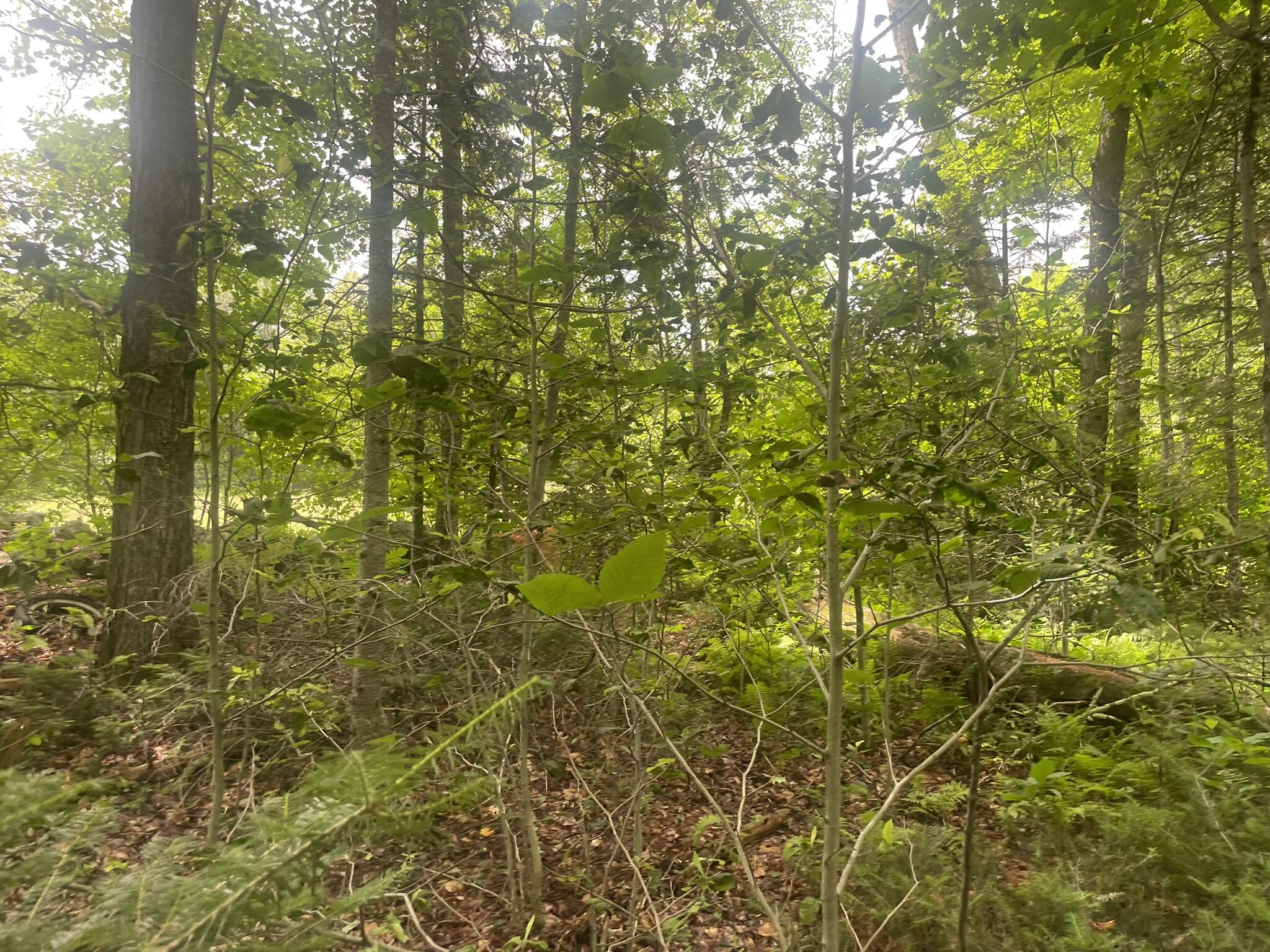 1075 Hill Road Clinton, ME 04927 - Photo 118 of 172 IMG_6216