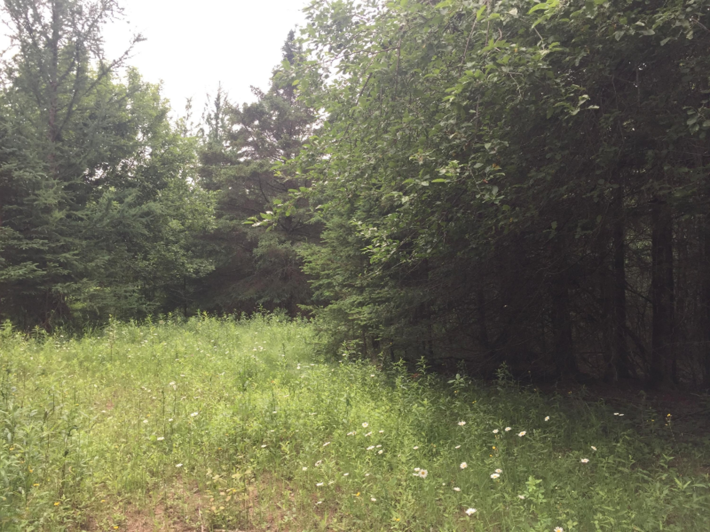 2788 Trombley 35th Road Rock, MI 49880 - Photo 7 of 12 IMG_2027