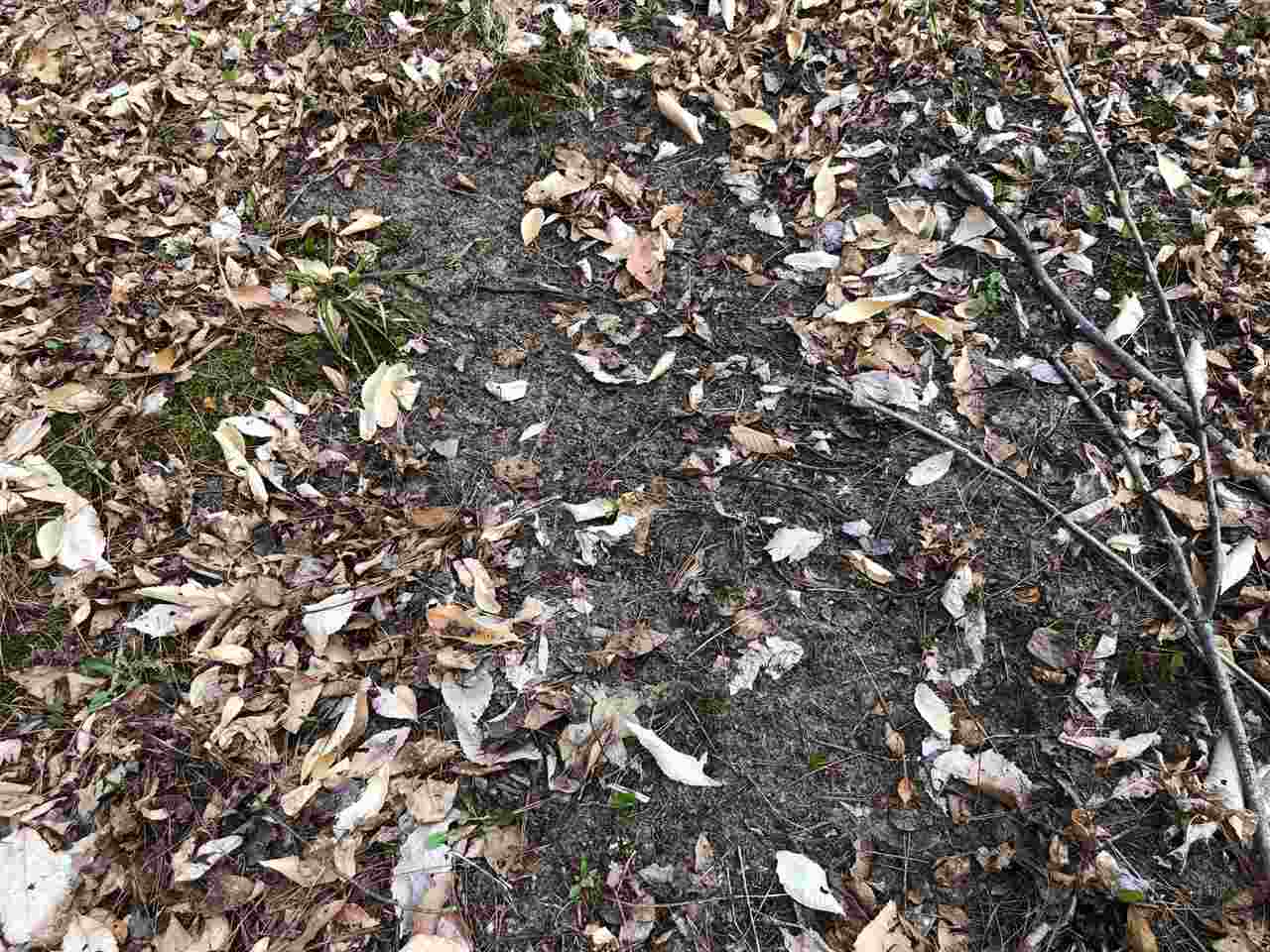 40-acres East Cranberry Lake Road Harrison, MI 48625 - Photo 9 of 21