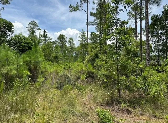 a view of a plant in a garden
