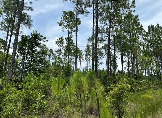 a view of a plant in a garden