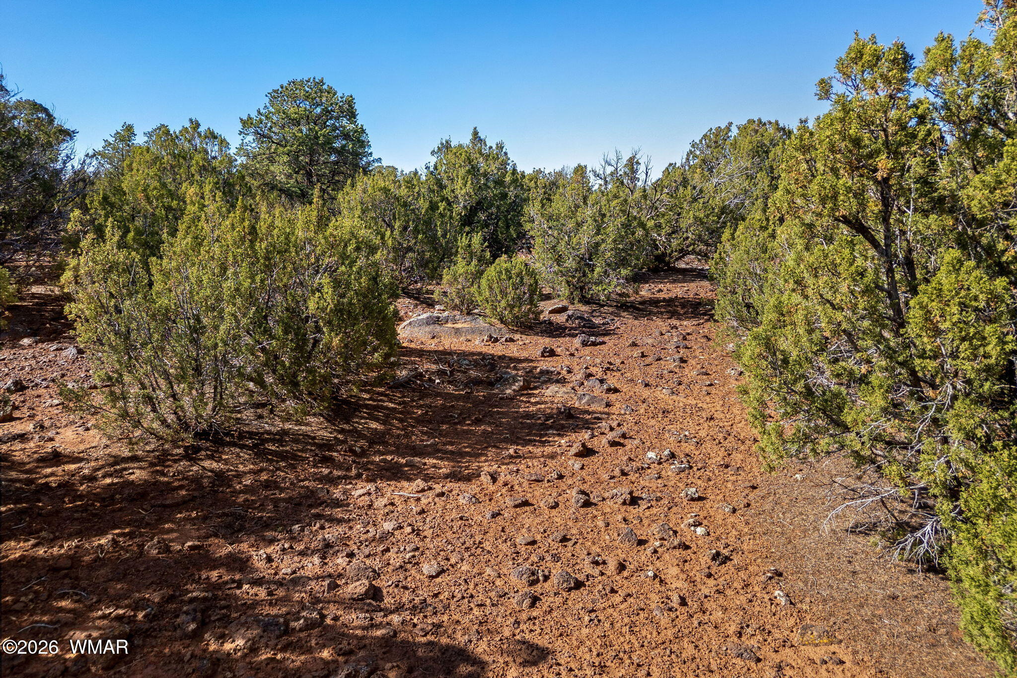 233 Co Concho, AZ 85924 - Photo 15 of 18 a view of a tree with a yard