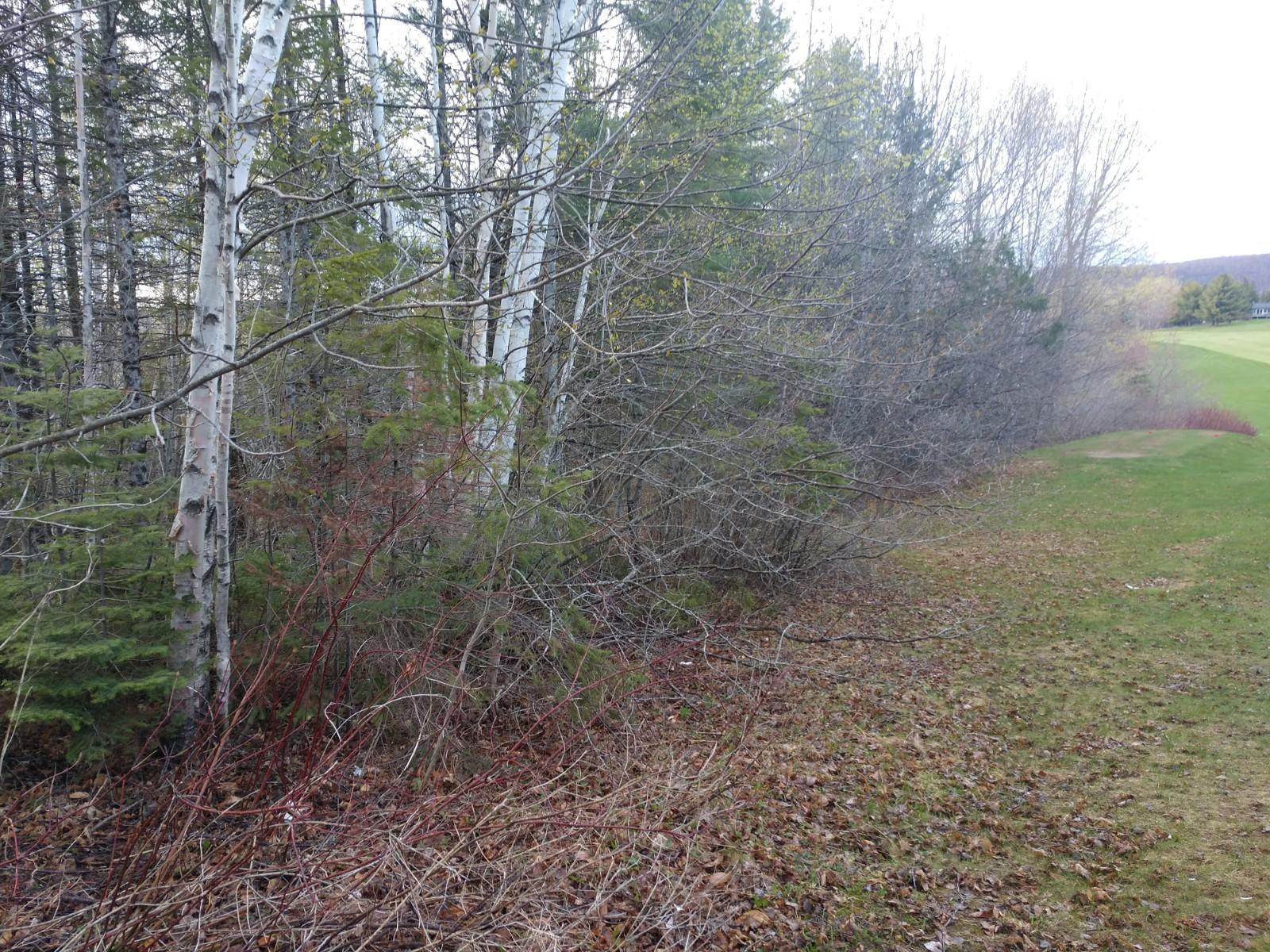 142 Dow Farm Road Island Falls, ME 04747 - Photo 7 of 7 IMG_20190516_184450117