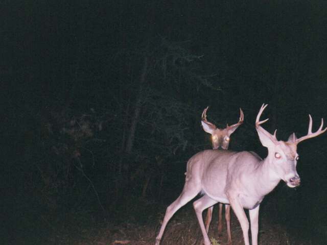 Off North Pelican Lake Road Rhinelander, WI 54501 - Photo 14 of 20 Gallery Image 14