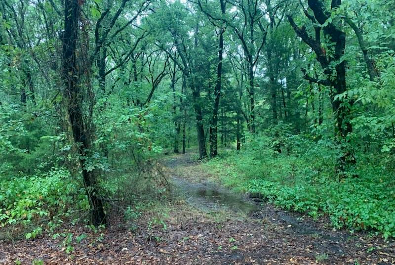 9744 Shady Lane Quinlan, TX 75474 - Photo 3 of 11 a view of a lush green forest