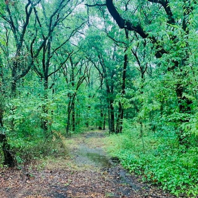 9744 Shady Lane Quinlan, TX 75474 - Photo 7 of 11 a view of a lush green forest